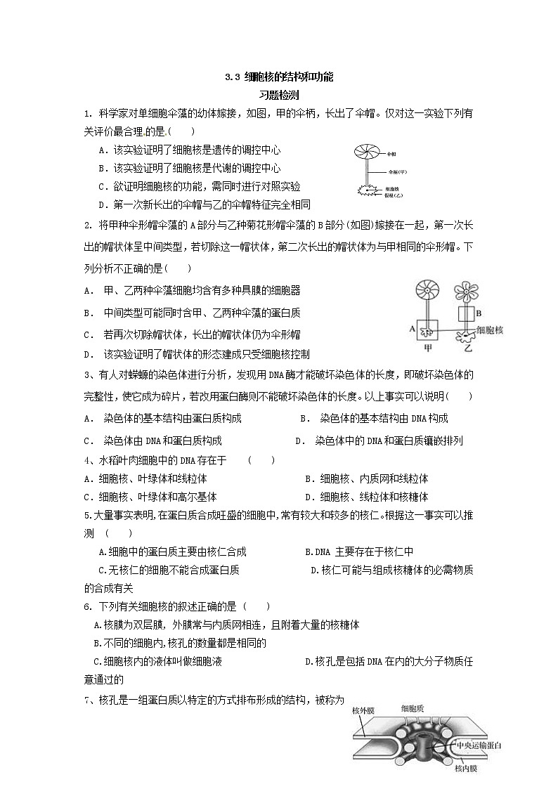 3.3 细胞核的结构和功能 练习【新教材】人教版（2019）高中生物必修一第1页