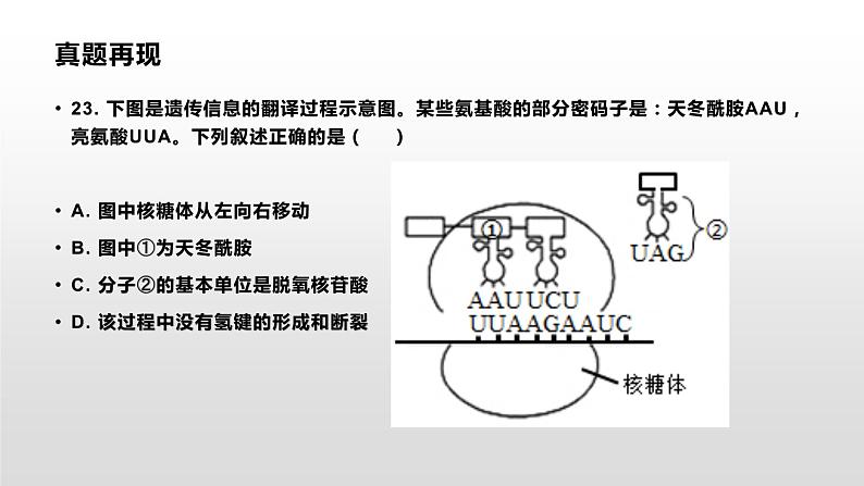 学考复习14遗传信息的传递和表达 课件 2021届浙江高考生物学考复习（浙科版（2019））第2页