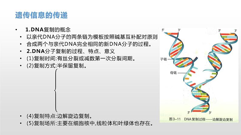 学考复习14遗传信息的传递和表达 课件 2021届浙江高考生物学考复习（浙科版（2019））第5页