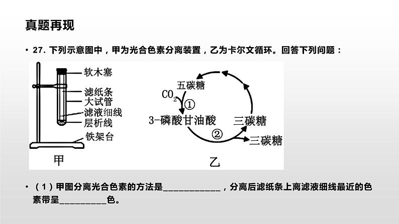 学考复习6光合作用 课件 2021届浙江高考生物学考复习（浙科版（2019））第2页