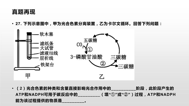 学考复习6光合作用 课件 2021届浙江高考生物学考复习（浙科版（2019））第4页