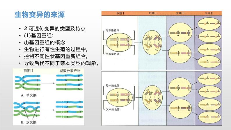 学考复习15生物的变异 课件 2021届浙江高考生物学考复习（浙科版（2019））第6页