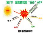 5.2细胞的能量货币 ATP 课件【新教材】人教版（2019）高中生物必修一