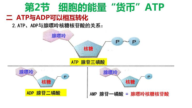 5.2细胞的能量货币 ATP 课件【新教材】人教版（2019）高中生物必修一06