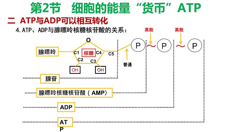 5.2细胞的能量货币 ATP 课件【新教材】人教版（2019）高中生物必修一07