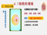 6.1 细胞增殖（2）课件【新教材】人教版（2019）高中生物必修一