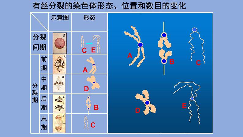 6.1 细胞增殖（2）课件【新教材】人教版（2019）高中生物必修一第8页