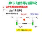 5.4.2 光合作用与能量转化 课件【新教材】人教版（2019）高中生物必修一