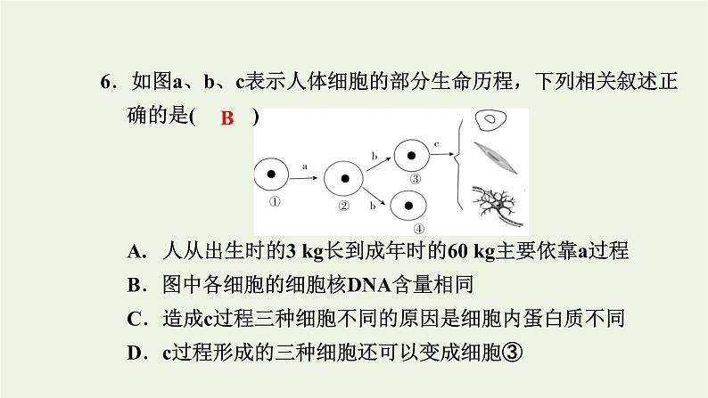 2021_2022学年新教材高中生物高效作业26细胞通过分化产生不同类型的细胞课件浙科版必修第一册07