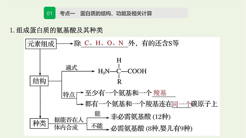 2022届新教材高考生物一轮复习第一单元细胞的概述及分子组成第03讲蛋白质和核酸课件03