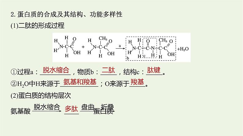 2022届新教材高考生物一轮复习第一单元细胞的概述及分子组成第03讲蛋白质和核酸课件04