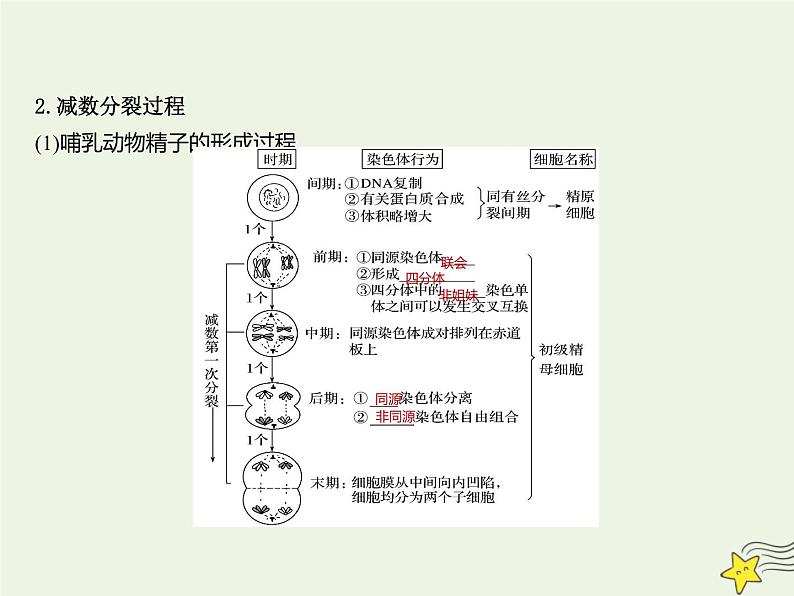 2022届新教材高考生物一轮复习第四单元细胞的生命历程第12讲减数分裂和受精作用第1课时课件第4页