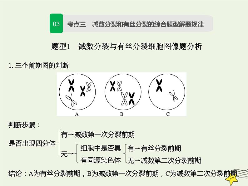 2022届新教材高考生物一轮复习第四单元细胞的生命历程第12讲减数分裂和受精作用第2课时课件03