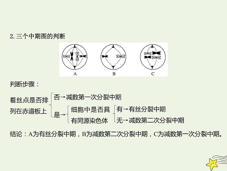 2022届新教材高考生物一轮复习第四单元细胞的生命历程第12讲减数分裂和受精作用第2课时课件04