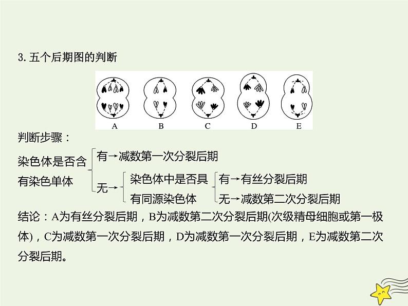 2022届新教材高考生物一轮复习第四单元细胞的生命历程第12讲减数分裂和受精作用第2课时课件05