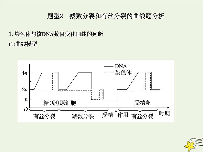 2022届新教材高考生物一轮复习第四单元细胞的生命历程第12讲减数分裂和受精作用第2课时课件08