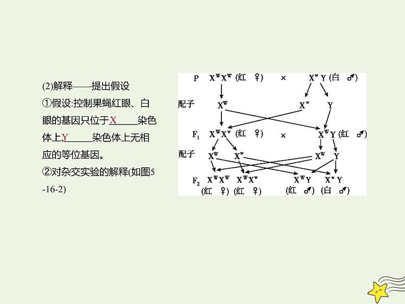 2022届新教材高考生物一轮复习第五单元遗传的基本规律第16讲第1课时伴性遗传及其应用课件第6页