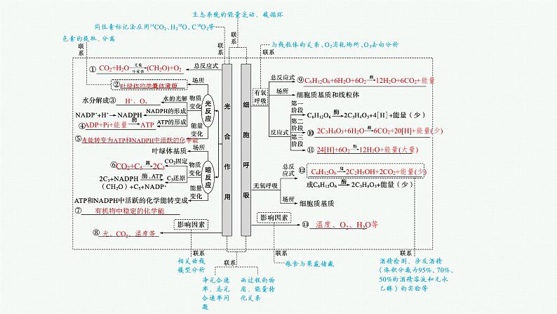 人教版新高考生物二轮复习课件--光合作用与细胞呼吸第4页