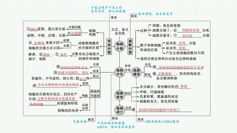 人教版新高考生物二轮复习课件--细胞的生命历程第4页