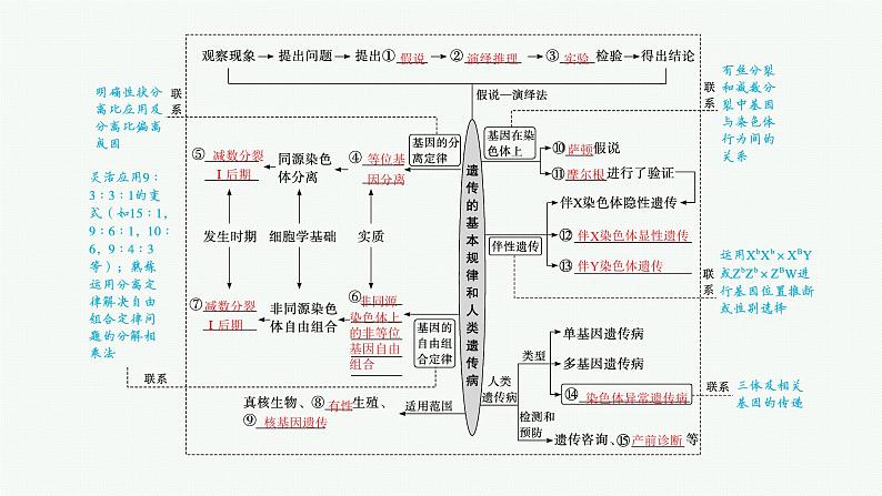 人教版新高考生物二轮复习课件--遗传规律与伴性遗传(含人类遗传病)04