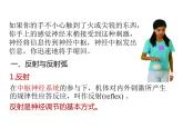 人教版（2019）高二生物选择性必修1-2.2 神经调节的基本方式课件PPT