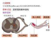 人教版（2019）高二生物选择性必修1-2.2 神经调节的基本方式课件PPT