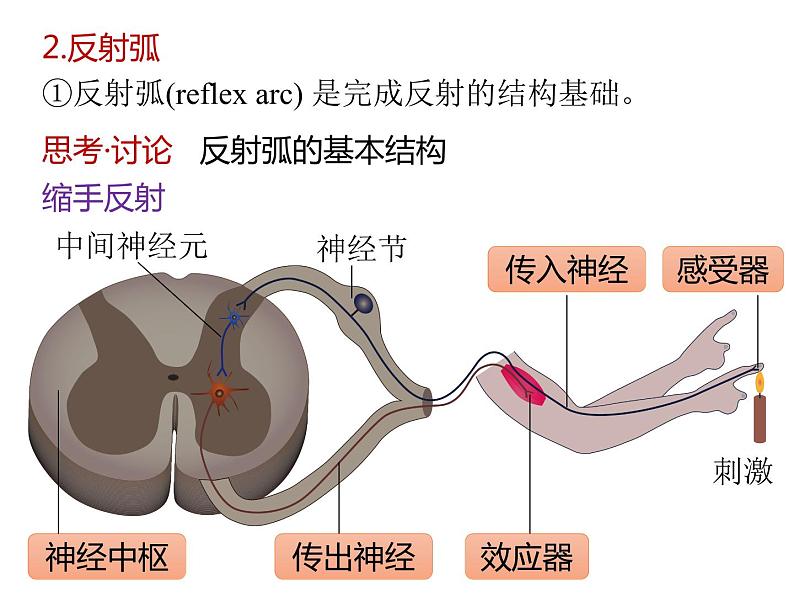 人教版（2019）高二生物选择性必修1-2.2 神经调节的基本方式课件PPT第5页