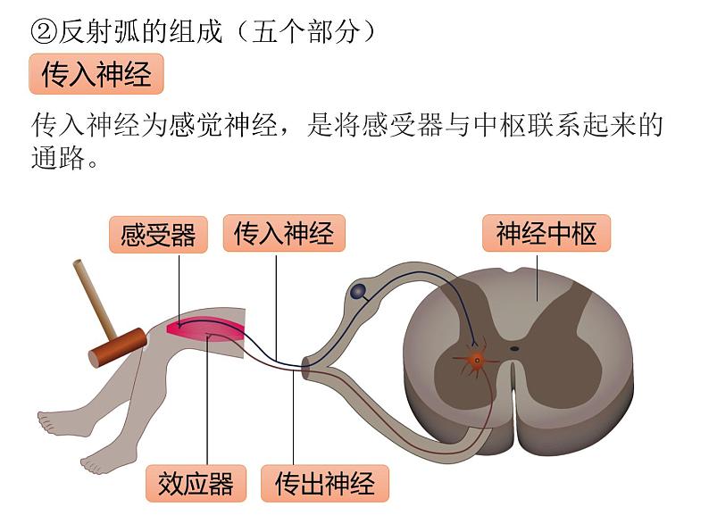 人教版（2019）高二生物选择性必修1-2.2 神经调节的基本方式课件PPT第7页