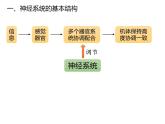 人教版（2019）高二生物选择性必修1-2.1神经调节的结构基础课件PPT