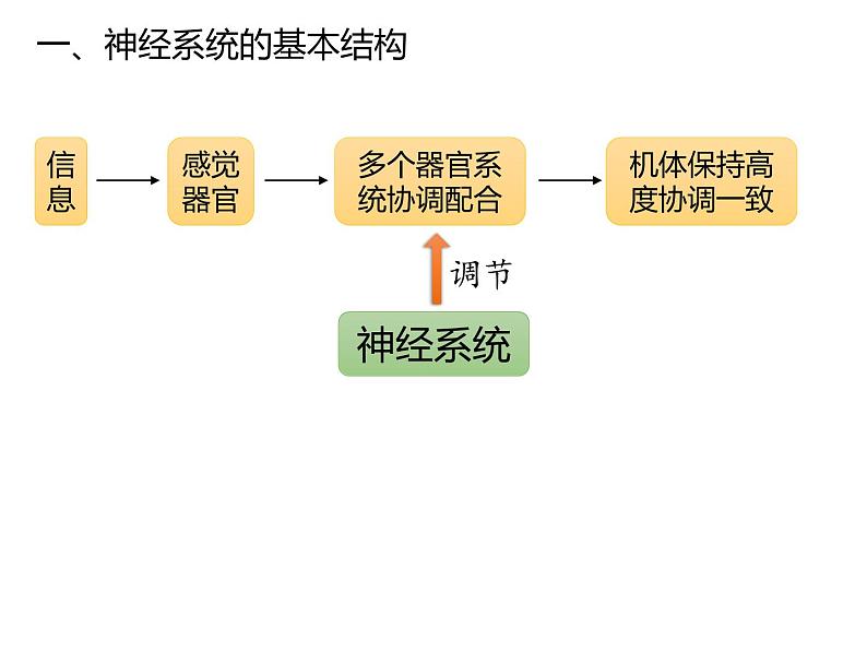 人教版（2019）高二生物选择性必修1-2.1神经调节的结构基础课件PPT04