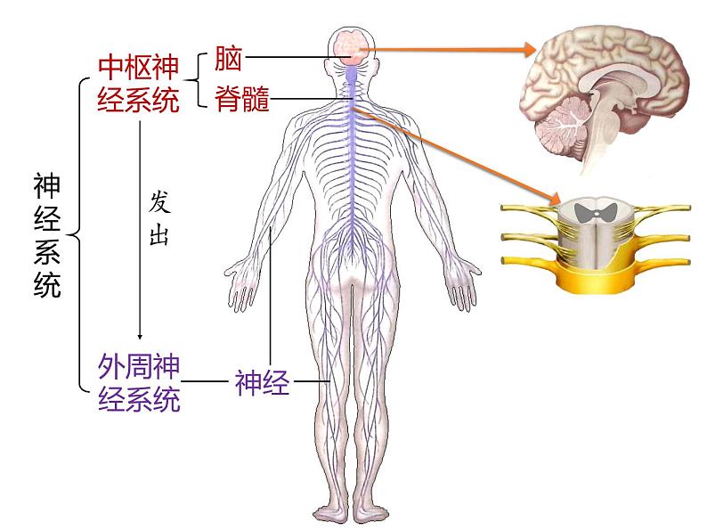 人教版（2019）高二生物选择性必修1-2.1神经调节的结构基础课件PPT05