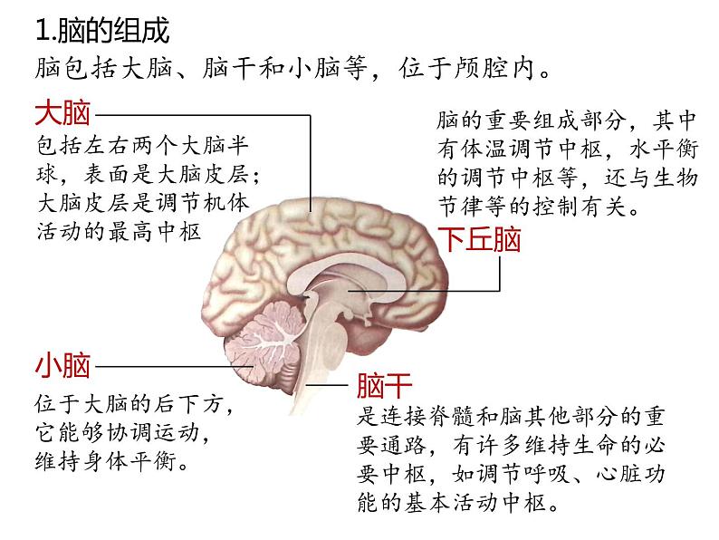 人教版（2019）高二生物选择性必修1-2.1神经调节的结构基础课件PPT06