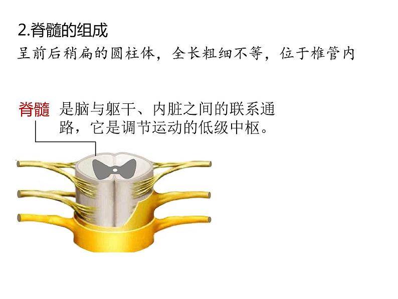 人教版（2019）高二生物选择性必修1-2.1神经调节的结构基础课件PPT07