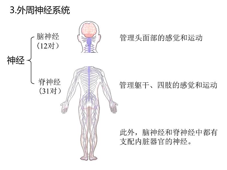 人教版（2019）高二生物选择性必修1-2.1神经调节的结构基础课件PPT08