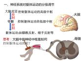 人教版（2019）高二生物选择性必修1-2.4神经系统的分级调节课件PPT