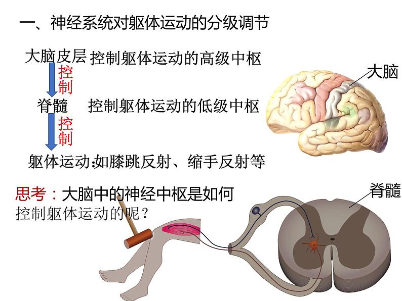 人教版（2019）高二生物选择性必修1-2.4神经系统的分级调节课件PPT04