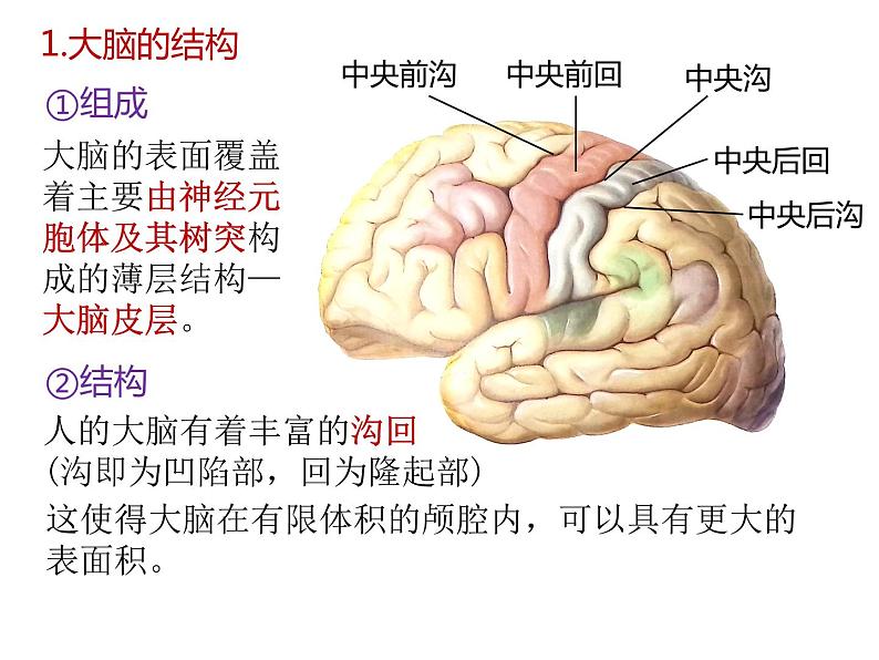 人教版（2019）高二生物选择性必修1-2.4神经系统的分级调节课件PPT05