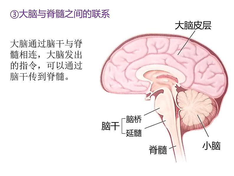 人教版（2019）高二生物选择性必修1-2.4神经系统的分级调节课件PPT06