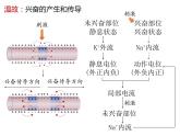 人教版（2019）高二生物选择性必修1-2.3神经冲动的产生和传导-2课件PPT