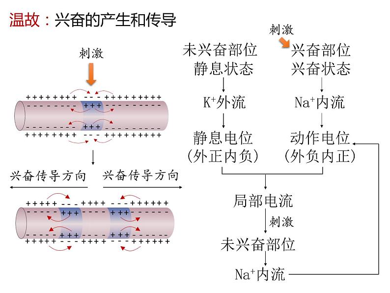 人教版（2019）高二生物选择性必修1-2.3神经冲动的产生和传导-2课件PPT第2页