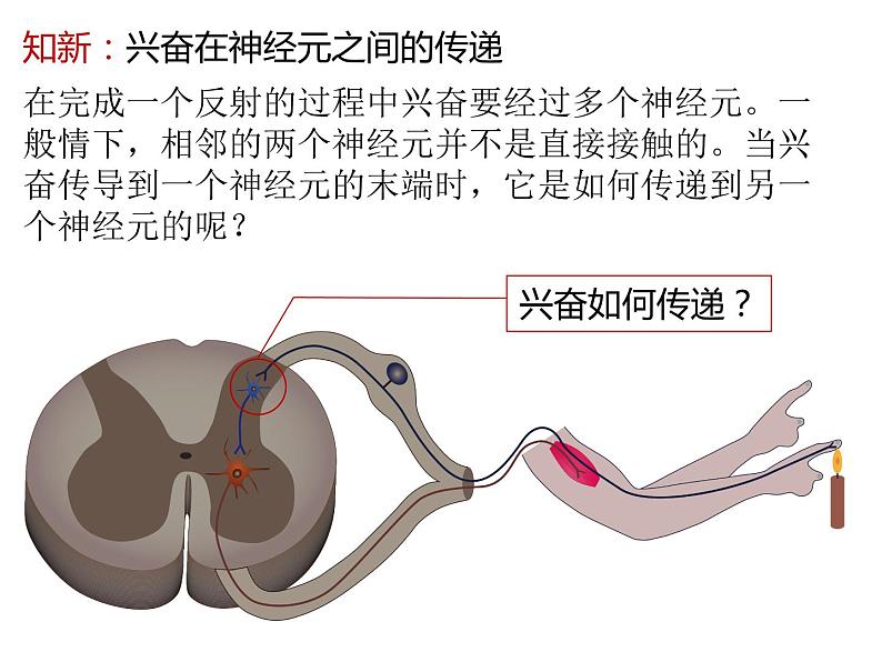 人教版（2019）高二生物选择性必修1-2.3神经冲动的产生和传导-2课件PPT第3页