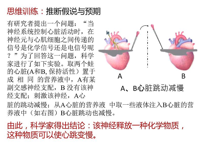 人教版（2019）高二生物选择性必修1-2.3神经冲动的产生和传导-2课件PPT第4页