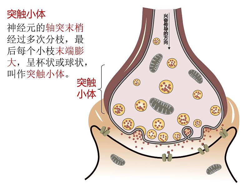 人教版（2019）高二生物选择性必修1-2.3神经冲动的产生和传导-2课件PPT第7页