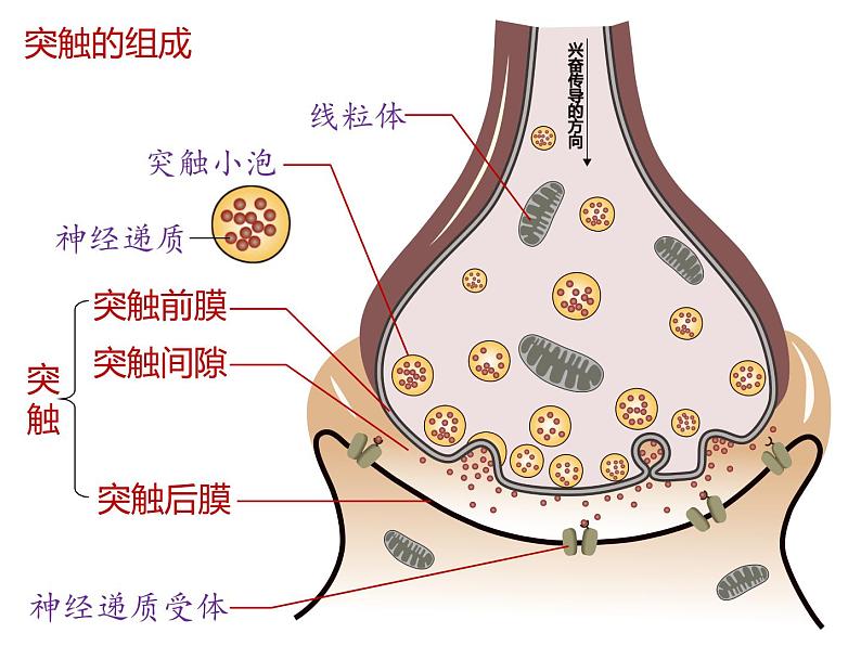 人教版（2019）高二生物选择性必修1-2.3神经冲动的产生和传导-2课件PPT第8页