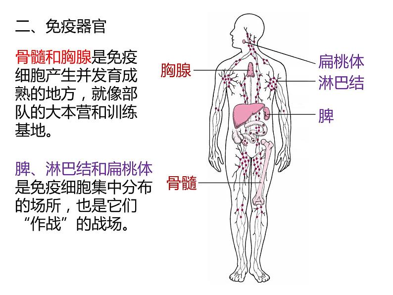 人教版（2019）高二生物选择性必修1-4.1免疫系统的组成和功能课件PPT07