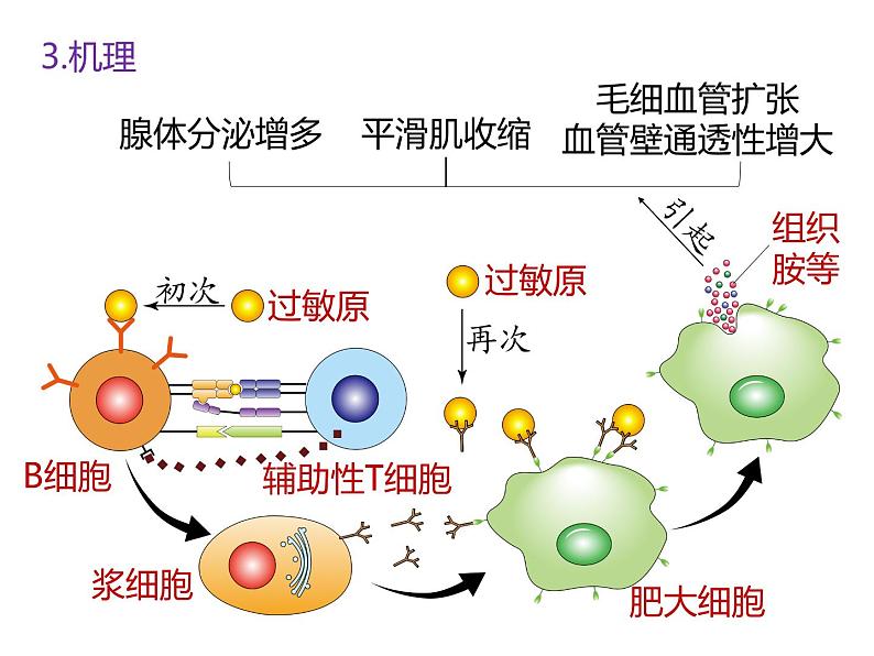 人教版（2019）高二生物选择性必修1-4.3免疫失调课件PPT08