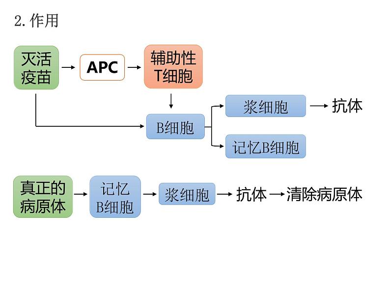 人教版（2019）高二生物选择性必修1-4.4免疫学的应用课件PPT05