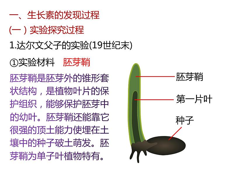 人教版（2019）高二生物选择性必修1-5.1植物生长素-1课件PPT04