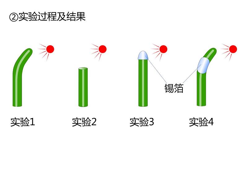 人教版（2019）高二生物选择性必修1-5.1植物生长素-1课件PPT05