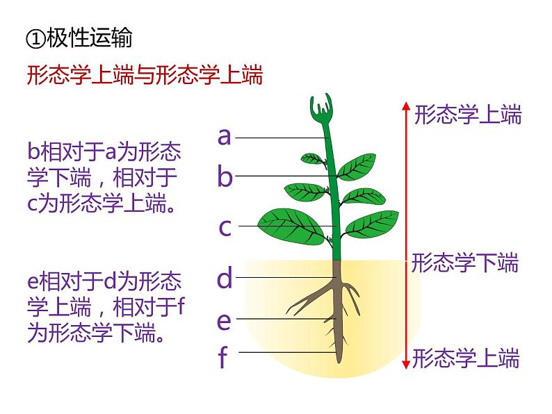 人教版（2019）高二生物选择性必修1-5.1植物生长素-2课件PPT06